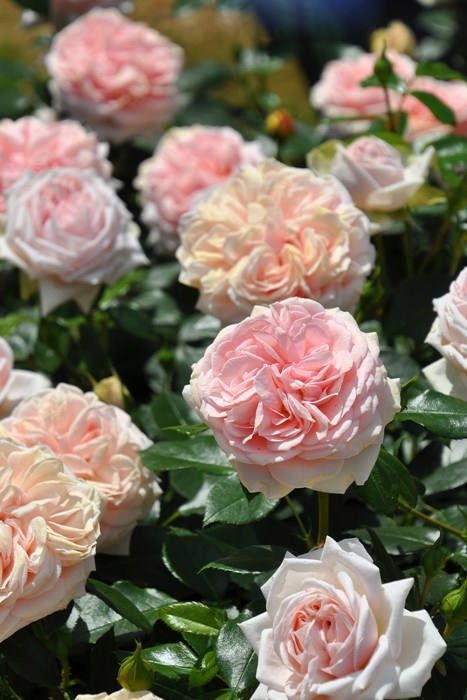 バラ苗【中苗】ガーデンオブローゼズ 国産苗 6号鉢植え品［農林