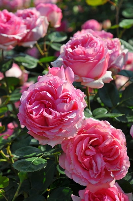 ХġġۤĤҥȥ꡼  6ȭʡӿ建 ϿʼϡIR-IRO3