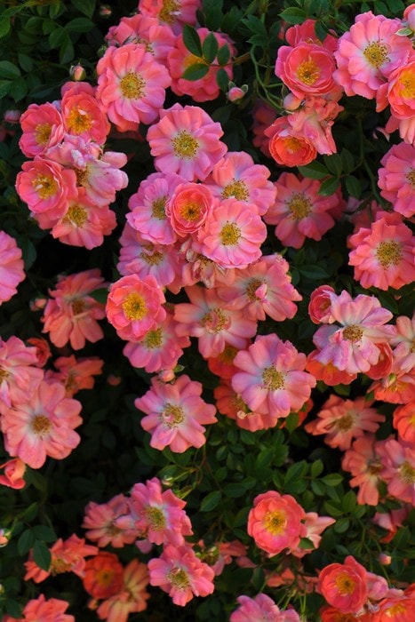 バラ苗【中苗】はなみがわ【花見川】 国産苗 6号鉢植え品《J-CL20