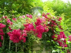 ġۥХ åɥɥѡ󥹡ڥ륵  6ȭʡJ-OC20