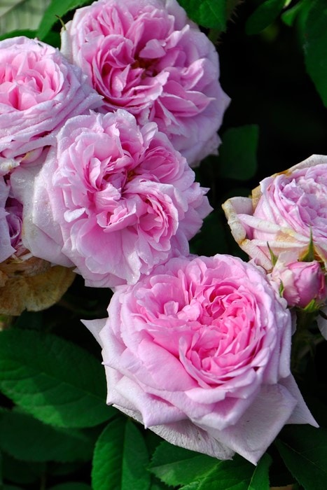 バラ苗　岡ちゃん バラ苗【中苗】ジェミニ 国産苗 6号鉢植え品《J-HT20》 | すべての商品