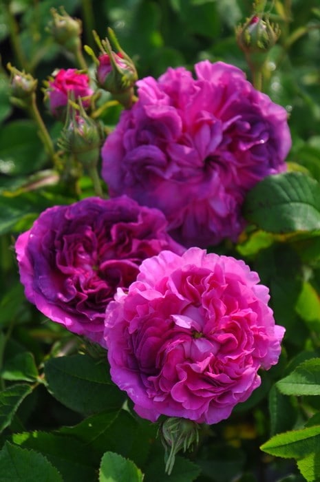 バラ苗【中苗】ベルドゥクレシー 国産苗 6号鉢植え品《J-OC20