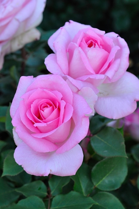 バラ苗問い合わせページ バラ苗 新苗 サウダージ