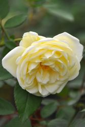 �Х��ġ����ġۥڥ�ե���������ɥ����ץ쥸���� ���� 6��ȭ�����ʡ�J-OB20��