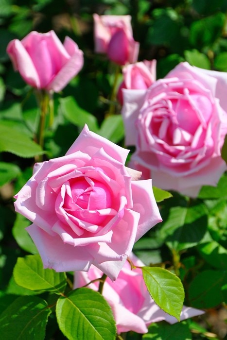 バラ苗【中苗】つるラフランス 国産苗 6号鉢植え品《J-CL20》 | すべて