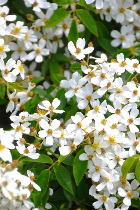 大苗 バラ苗 ロサモスカータ 小輪タイプ Sp白 国産苗 6号鉢植え品 J Ob 系統で選ぶバラ オールドローズ 野生種 バラの家 公式本店 ロサオリエンティス バラ苗 専門店