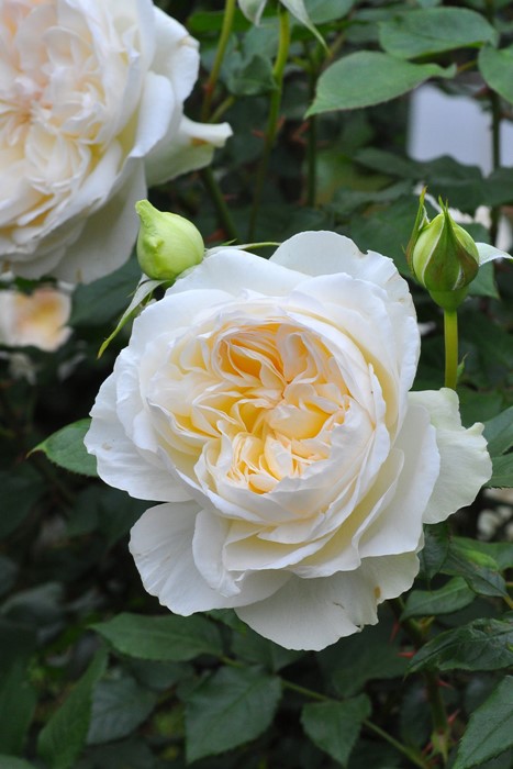 ボレロ　大苗　8号鉢　バラ ボレロ 大苗 8号鉢 バラ ボレロ 大苗(4.5号角鉢)｜【京成バラ園】バラ