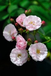 ġۥХ ޤڷۥޥ  6ȭʡJ-OC20