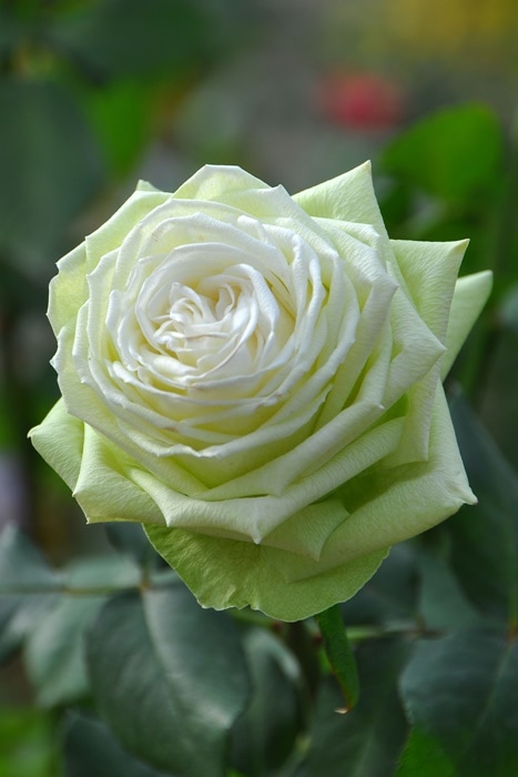 ڥ若ۡġۥХ 狼  6ȭʡηʼϡJ-RO ָ0711