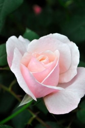 ġۥХ ɥ꡼إåץС  6ȭʡJ-HT20