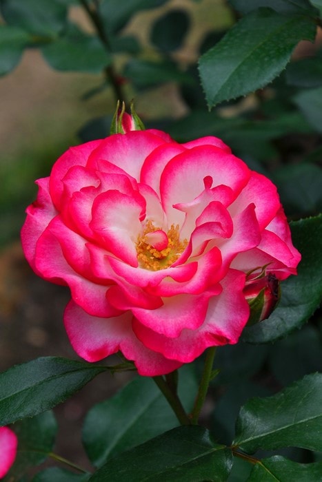 ブリヤンテス・レッド ラズベリーアイズ薔薇苗木【調整中】 | vendee