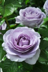 ġۥХ ֥롼Х桼  6ȭʡJ-FL20