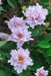 ġۥХ 塼ꥢ  6ȭʡӿ建 ϿʼϡKb-KBO