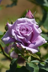 ���ߵ����ġۥХ��� �������ȥࡼ�� ���� 6��ȭ�����ʡη����ʼ�ϡ�J-FL25�ա�0204�����