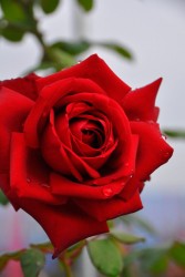 ġۥХ ֥륰81  6ȭʡJ-HT20