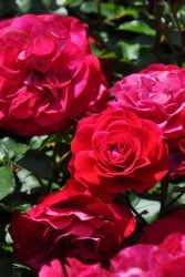 系統で選ぶバラ,シュラブのバラ苗通販 | バラの家 公式本店 ロサ