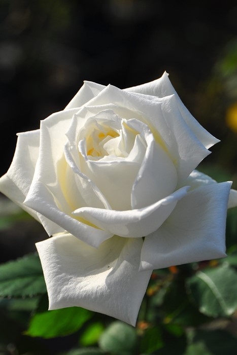 ���ߵ����ġۥХ��� ��ϥͥѥ���2�� ���� 6��ȭ�����ʡ����ӿ建�� ��Ͽ�ʼ�ϡ�J-IRM3�ա�1120�����