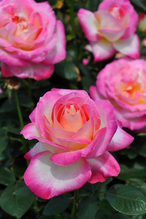 冬季大苗】バラ苗 カリフォルニアドリーミング 国産苗 6号鉢植え品