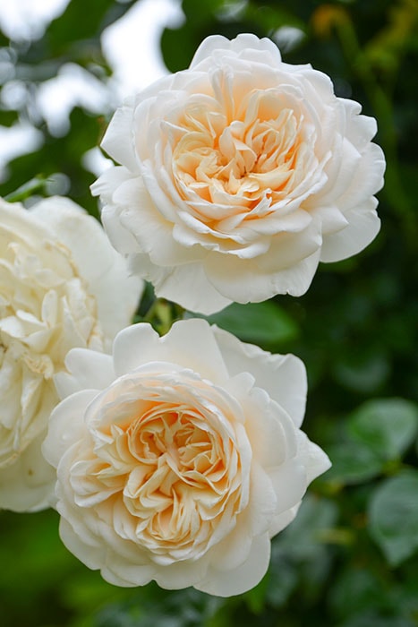 バラ苗　5苗 かおりんごです バラ苗 5苗 かおりんごです バラ苗 5苗 かおりんご様専用です