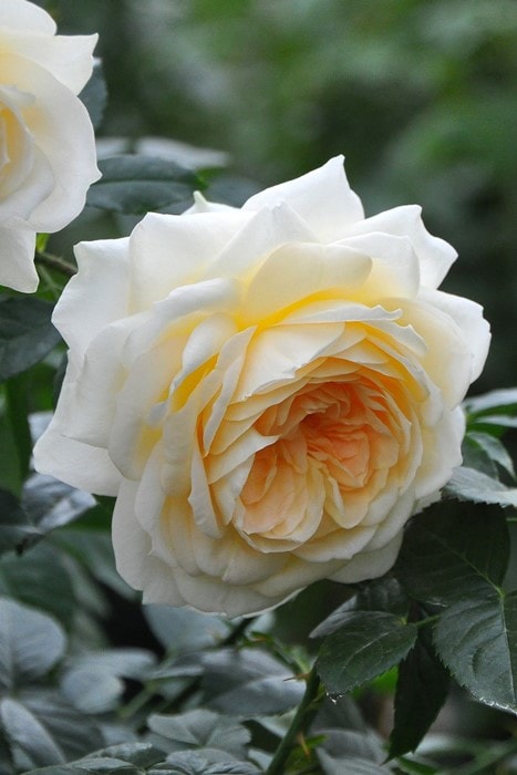 冬季大苗】バラ苗 マリーアントワネット 国産苗 6号鉢植え品［農林水産