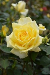 �����ġۥХ��� ���ä����ڷ���� ���� 6��ȭ�����ʡη����ʼ�ϡ�IR-IRO3��