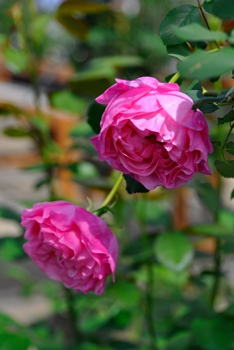 ミミ様確認用　バラ　苗 大苗】バラ苗 レミチャン 国産苗 6号鉢植え品［契約品種］《KMG-GR