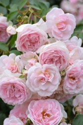 Хġġۥ֥꡼ᥤ  6ȭʡӿ建 ϿʼϡIR-IRO3