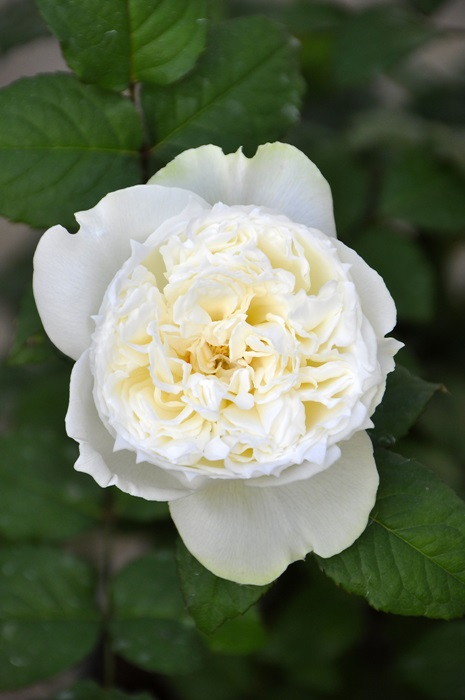 ひろココさま専用 バラ苗木 ひろココさま専用 バラ苗6品 バラ苗【