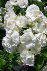 �����ġۥХ��� ���ޡ����Ρ� ���� 6��ȭ�����ʡ�J-FL20��