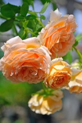 ġۥХ ݥ륫  6ȭʡJ-CL20