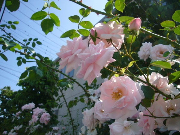 大苗 バラ苗 ドクターヴァンフリート R桃 国産苗 6号鉢植え品 J Oc すべての商品 バラの家 公式本店 ロサオリエンティス バラ苗 専門店