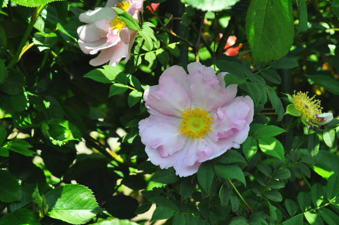 大苗 バラ苗 サンショウバラ 八重 Sp桃 国産苗 6号鉢植え品 即納 J Ob 系統で選ぶバラ オールドローズ 野生種 大苗 バラの家 公式本店 ロサオリエンティス バラ苗 専門店