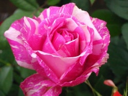 ġۥХ 󥿥ॺ  6ȭʡJ-HT20