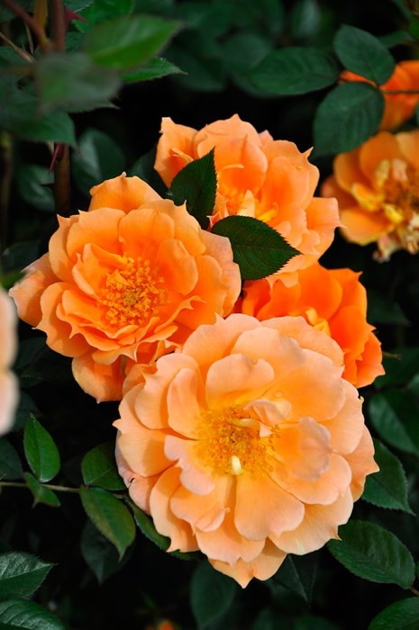 確認　バラ苗　2年　6号鉢 感謝祭 バラ苗 6号鉢 2025 クリスティアーナ Christiana 国産