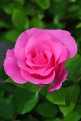 ���ߵ����ġۥХ��� ���ޥå����ȥˡ������� ���� 6��ȭ�����ʡ�J-HT10��