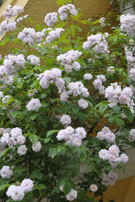 ڥ若ۡġۥХ ݡ륺ҥޥॹ  6ȭʡJ-OC15 ָ