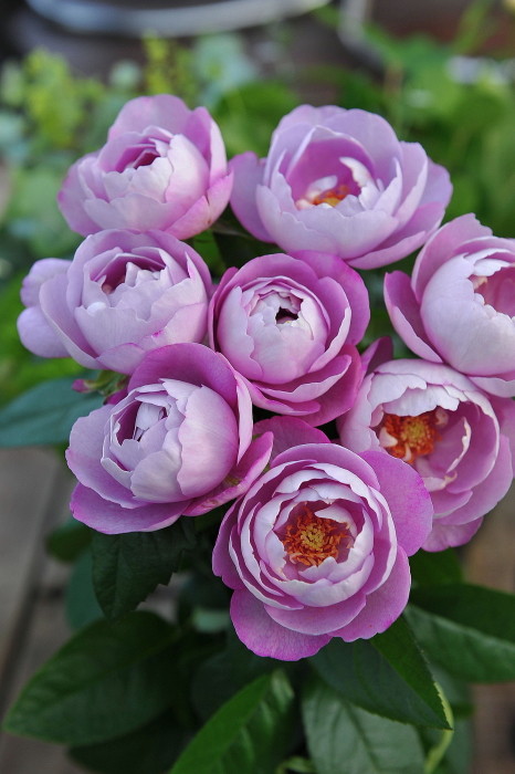 バラ苗【中苗】ブルドゥパルファム 国産苗 6号鉢植え品［契約品種