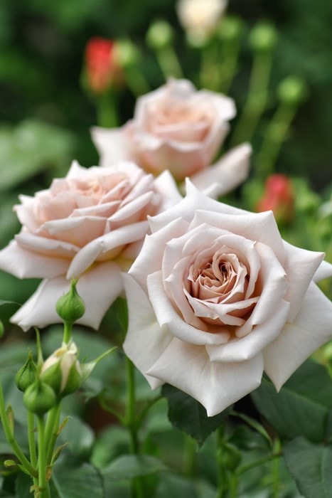 Хġġۥɥ饸  6ȭʡηʼϡKb-KBO