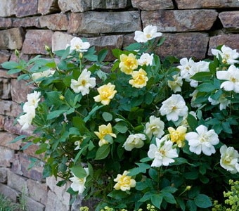 ХġġۥˡΥå  6ȭʡӿ建 ϿʼϡIR-IRO3