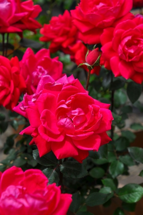 バラ苗 バラ苗【中苗】ダブルノックアウト 国産苗 6号鉢植え品［農林水産省