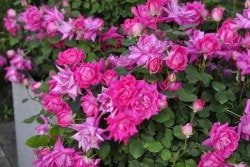 �����ġۥХ��� �ԥ󥯥��֥�Υå������� ���� 6��ȭ�����ʡη����ʼ�ϡ�IR-IRO3��