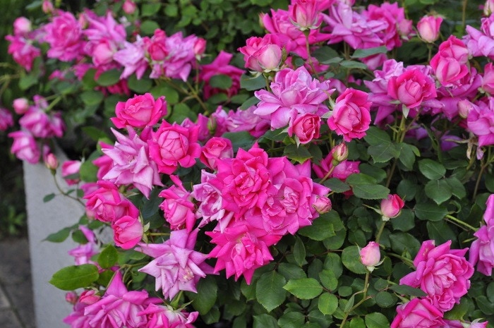 大苗】バラ苗 ピンクダブルノックアウト 国産苗 6号鉢植え品［契約品種