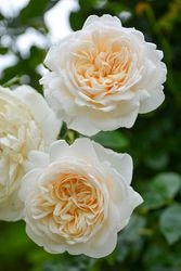 Хġġۥޡ꡼  6ȭʡӿ建 ϿʼϡIR-IRO3