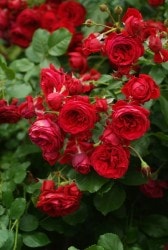 �Х��ġڿ��ġۥ����ȥ��ץإ� ���ġ����ӿ建�� ��Ͽ�ʼ�ϡ�IR-IRO3��