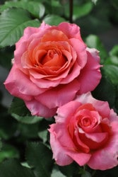 ġۥХ ֥ꥢ  6ȭʡηʼϡKb-KBO