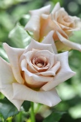 Хġġۥȥ쥾  6ȭʡηʼϡKb-KBO