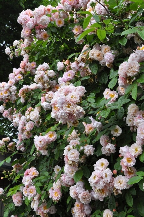 ���ߵ����ġۥХ��� �����ͥꥢ ���� 6��ȭ�����ʡ�J-OC10��