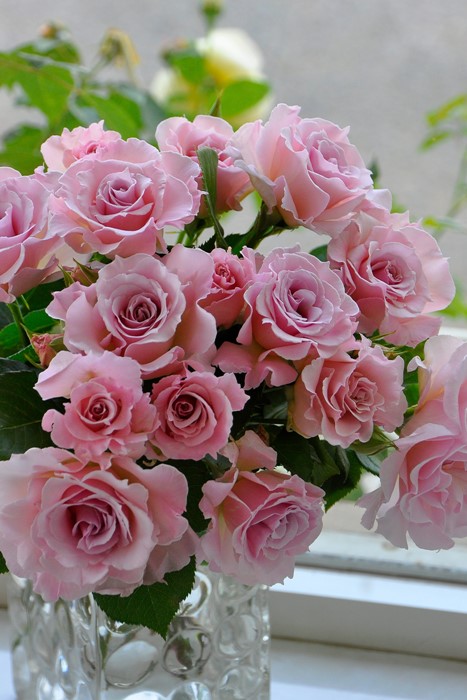 大苗 バラ苗 ラマリエ Kb薄桃 国産苗 6号鉢植え品 農林水産省 登録品種 Kb Kbo テーマで選ぶバラ 美しく良く咲くバラ 0選 木立性 バラの家 公式本店 ロサオリエンティス バラ苗 専門店