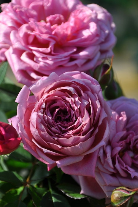 大苗】バラ苗 エイミーバンダービルド 国産苗 6号鉢植え品《J-FL20