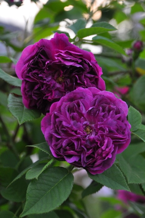 ���ߵ����ġۥХ��� �楢����ͥ�󥢥�֥� ���� 6��ȭ�����ʡ�J-OC10�ա�0204�����